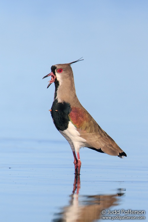 Southern Lapwing, Laguna El Tupungato, Buenos Aires, Argentina